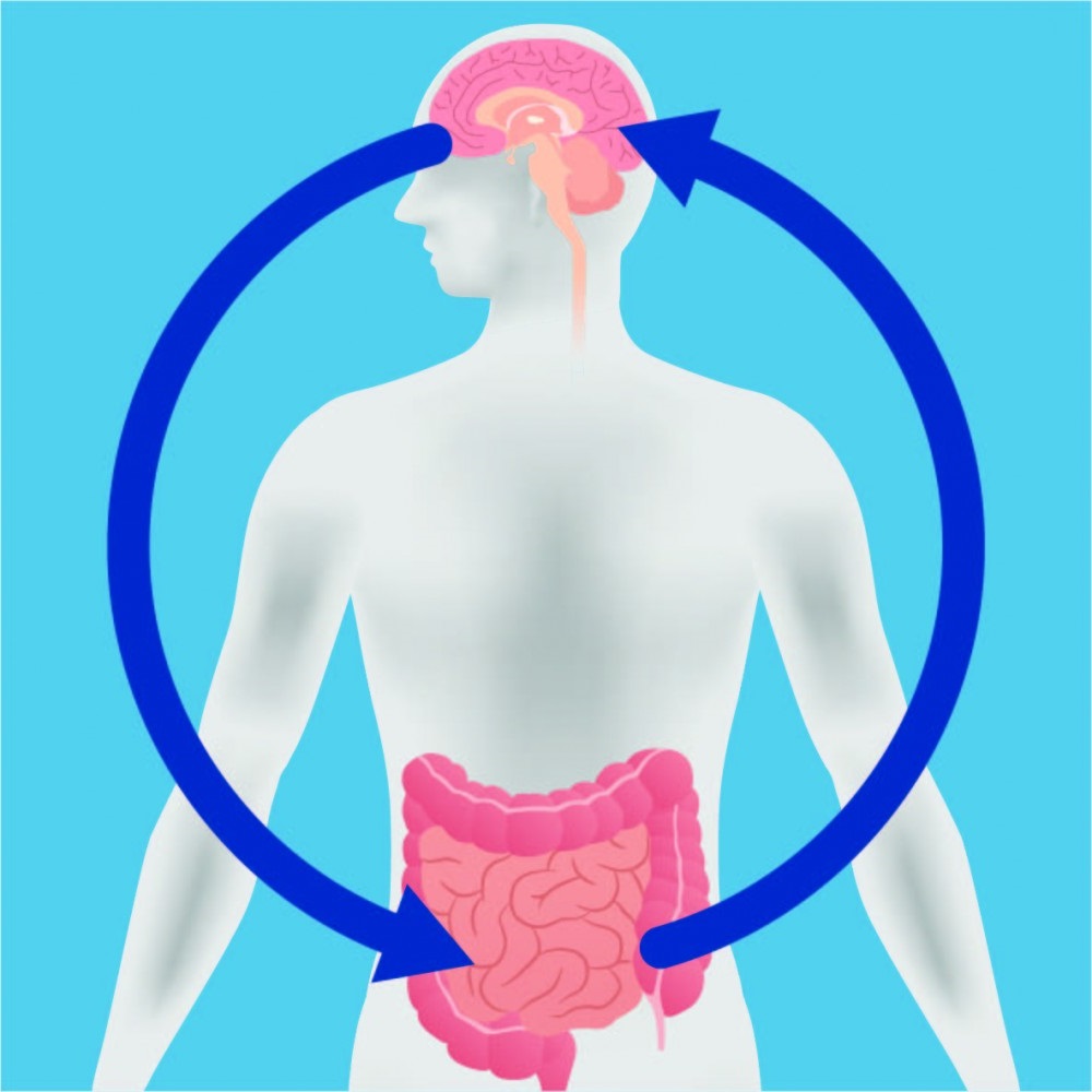 cerebro intestino 1